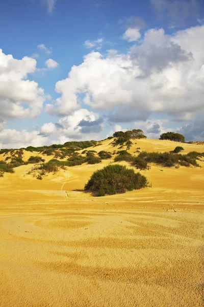 The sandy dunes and bushes — Stock Photo, Image