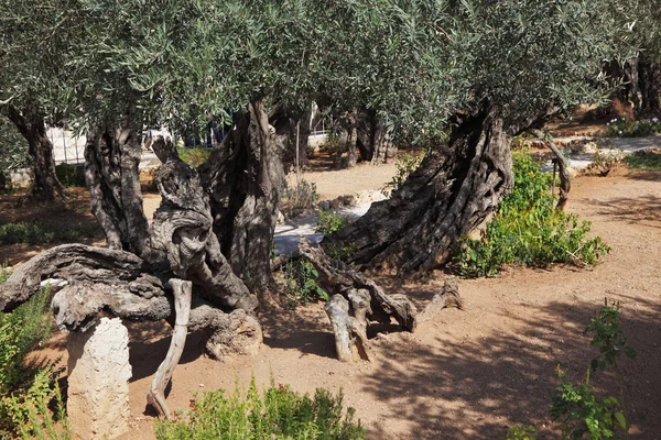 Thousand-year garden — Stock Photo, Image