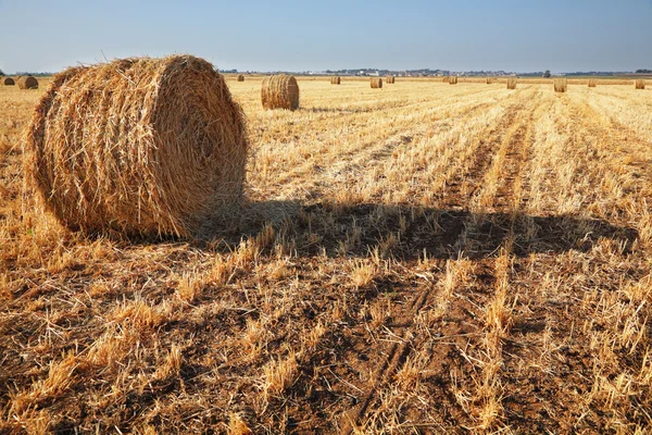 Field after harvesting — Stock Photo, Image