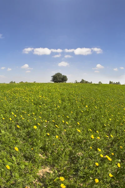 Groene lente veld met camomiles — Stockfoto