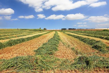 Harvest of wheat in the kibbutz fields clipart