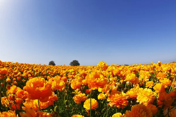 Prachtvolles Feld orangefarbener Ranunkeln — Stockfoto