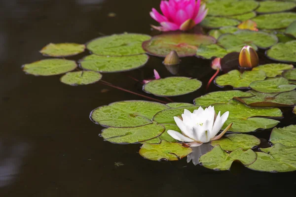 I gigli rosa e bianchi in fiore — Foto Stock