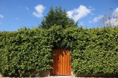 The high hedges and wooden gate clipart