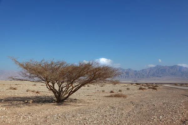 Lonely tree in desert — Stock Photo, Image