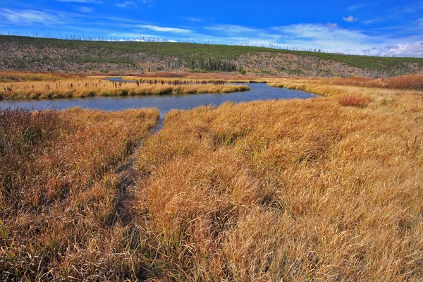 Поток и желтая осенняя трава — стоковое фото