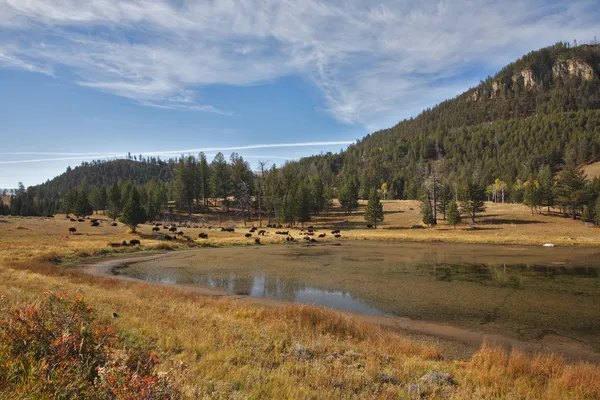 The shoaled river — Stock Photo, Image