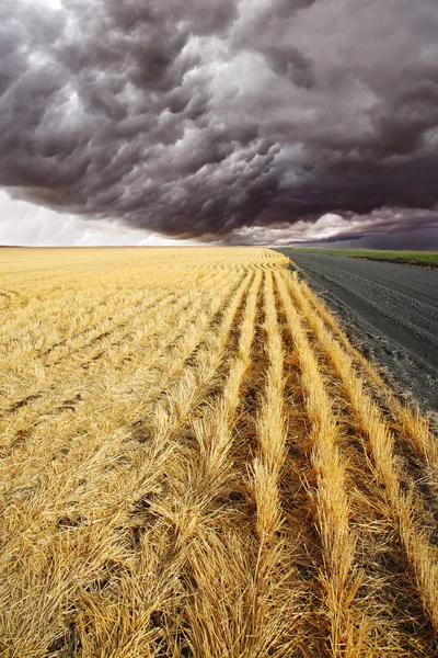 The rural road to fields — Stock Photo, Image