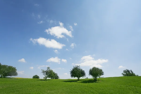 Desert in bloei-tijd. korte lente op heuvels — Stockfoto