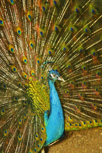 A royal peacock és szép farok — Stock Fotó