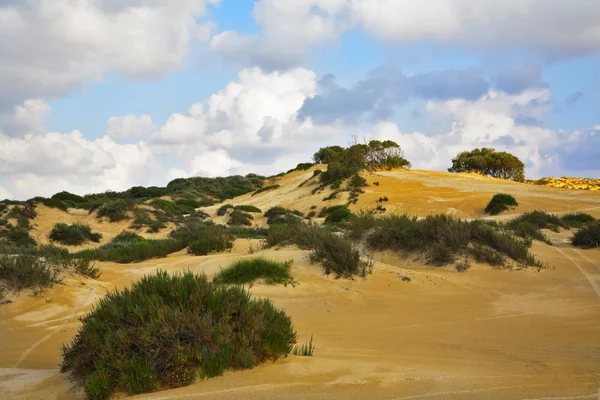 Las dunas de arena —  Fotos de Stock