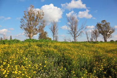 Harika çiçek bahar alan