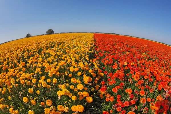 The buttercups by an objective"Fish eye" — Stock Photo, Image