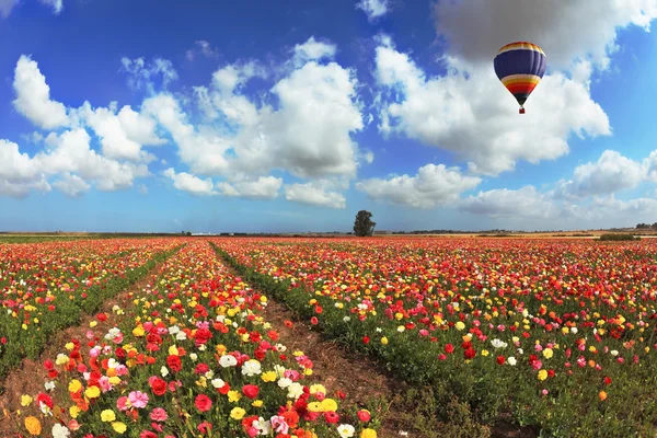 Over the blossoming field of flying a balloon — Stock Photo, Image