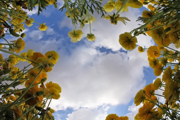 開花の黄色とオレンジ色のキンポウゲの牧草地 — ストック写真