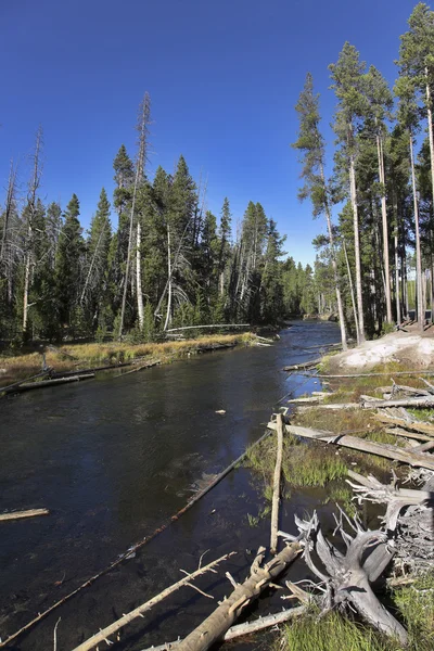 Shallow stream among woody fields — Stock Image Shallow stream among woody fields Stock Picture