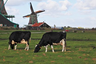 büyüleyici Hollanda pastoral