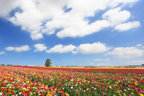 Molnigt vårdag i israel — Stockfoto