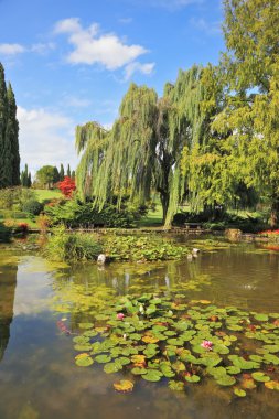 ağaçları ile çevrili sessiz havuz