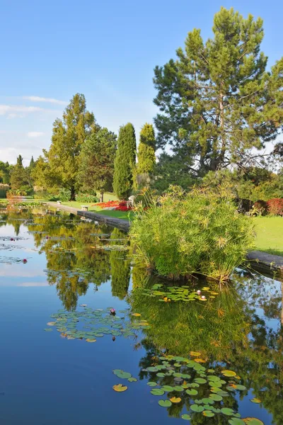 El estanque refleja el árbol delgado — Foto de Stock