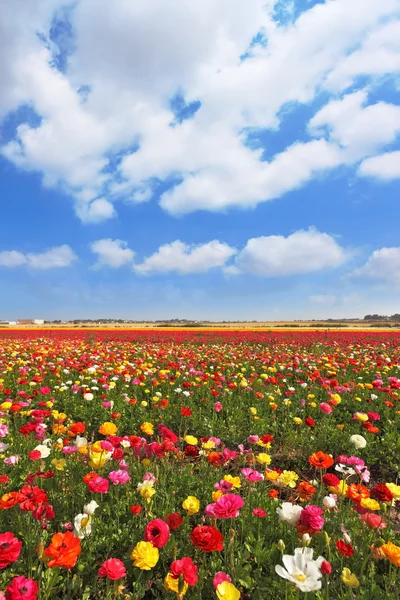 Stora fält av stora färgglada smörblommor — Stockfoto