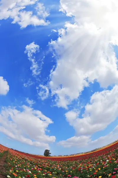 En smörblommor och moln. Foto taget fisheye-objektiv — Stockfoto