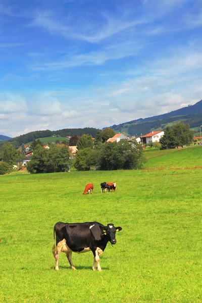 Charmante pastorale scène in Zuid-Frankrijk — Stockfoto