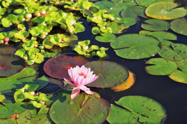 Parkın sakin bir köşe