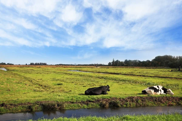 Vette koeien grazen in de weiden — Stockfoto