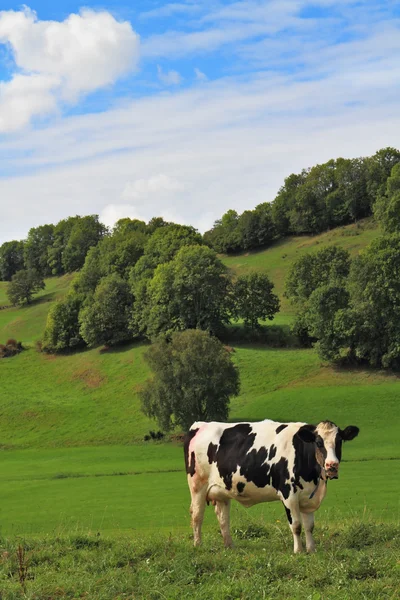 Zelená louka s trávou a pasoucí se krávy — Stock fotografie