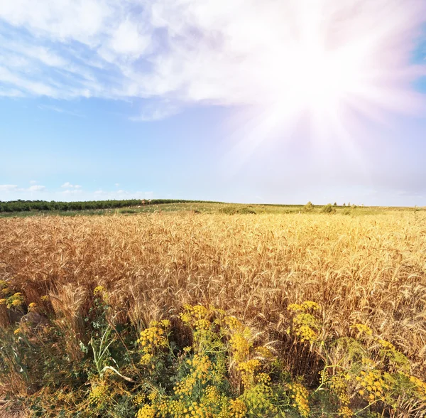 De zon schijnt over een veld — Stockfoto