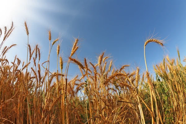 Field of ripe wheat at sunset — Stock Photo, Image