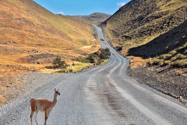 Un guanaco está en el camino entre las colinas — Foto de Stock