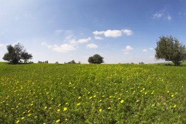 camomiles çiçek açması alanıyla