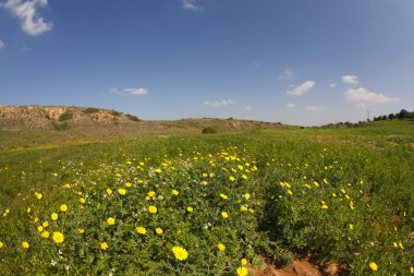 Bahar meadows
