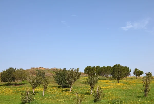 Campos rurais florescentes em Israel . — Fotografia de Stock