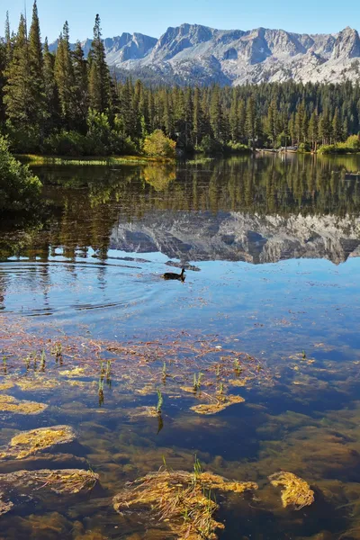 "Mammoth Lake tussen dennenbossen — Stockfoto