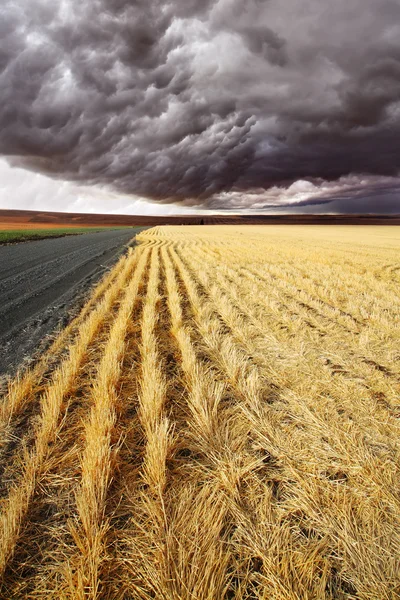 Grond rural weg naar velden van montana. — Stockfoto