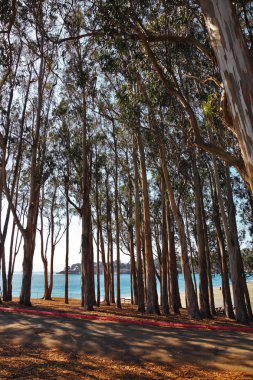 Pasifik kıyısında sıcak gün.