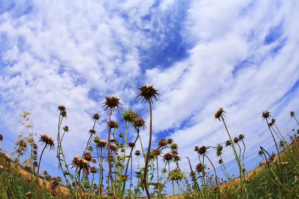 The picturesque field of thistles — Stock Photo, Image