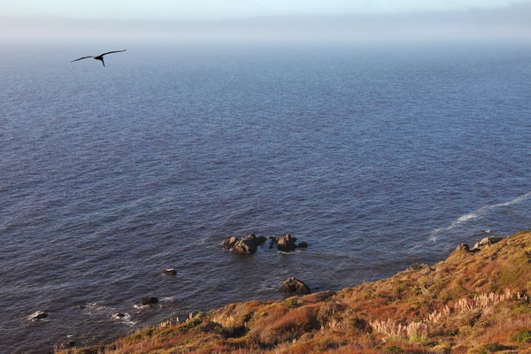 Pélican gris sont retournés sur l'océan Pacifique — Photo
