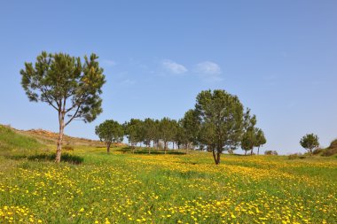 yeşil çimen