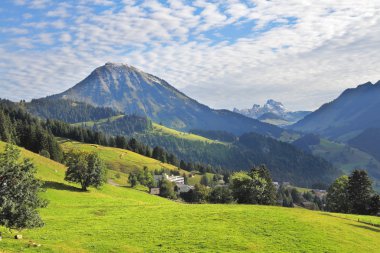 bir yamaca Alpin çayır