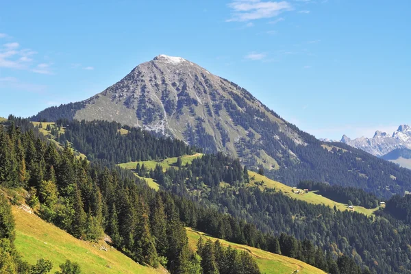 Bossen op de berg — Stockfoto