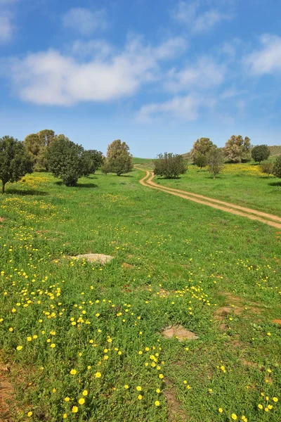 Stigen korsar en äng — Stockfoto