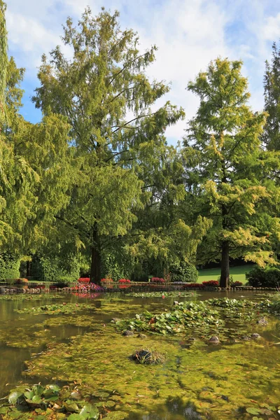 Boom in een rustige vijver — Stockfoto