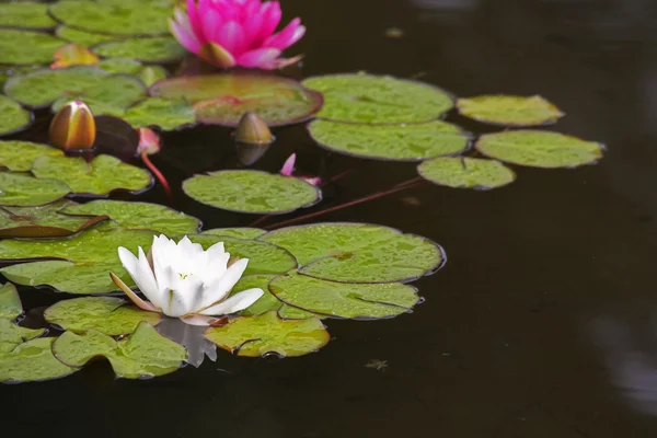 在马德里的公园里的百合花 — 图库照片