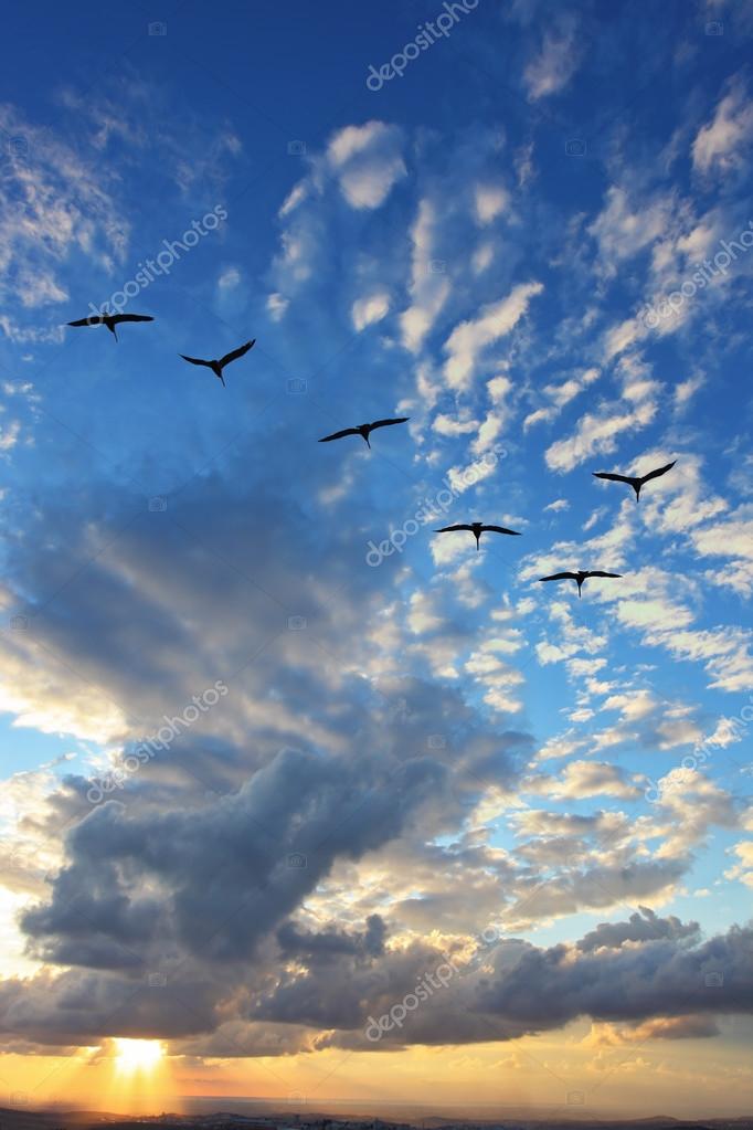 渡り鳥写真素材 ロイヤリティフリー渡り鳥画像 Depositphotos