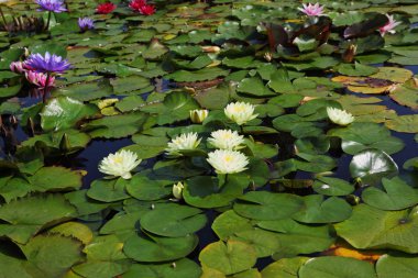 çiçekli nilüferler