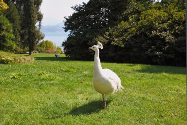Regal beyaz tavus kuşu